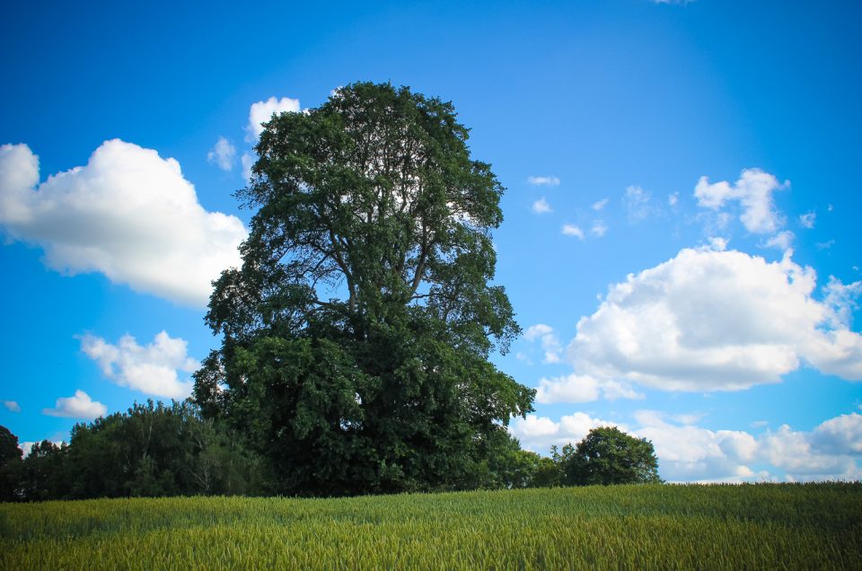 Vērpju goba