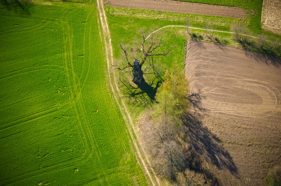 Kaives Senču ozols