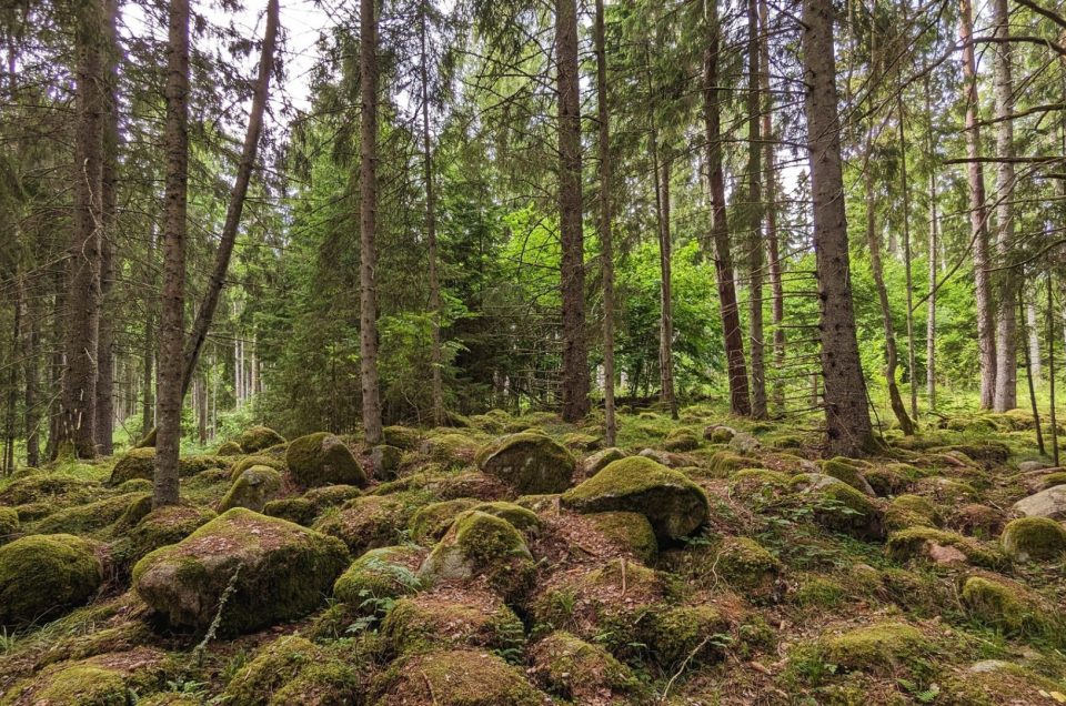 Gatis Kalniņš. Kaltenes kalvas
